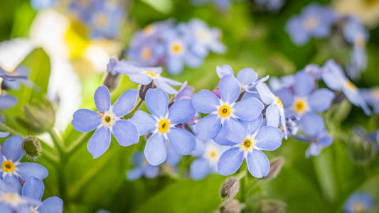 Vergissmeinnicht: Eine Blume der Erinnerung und Liebe