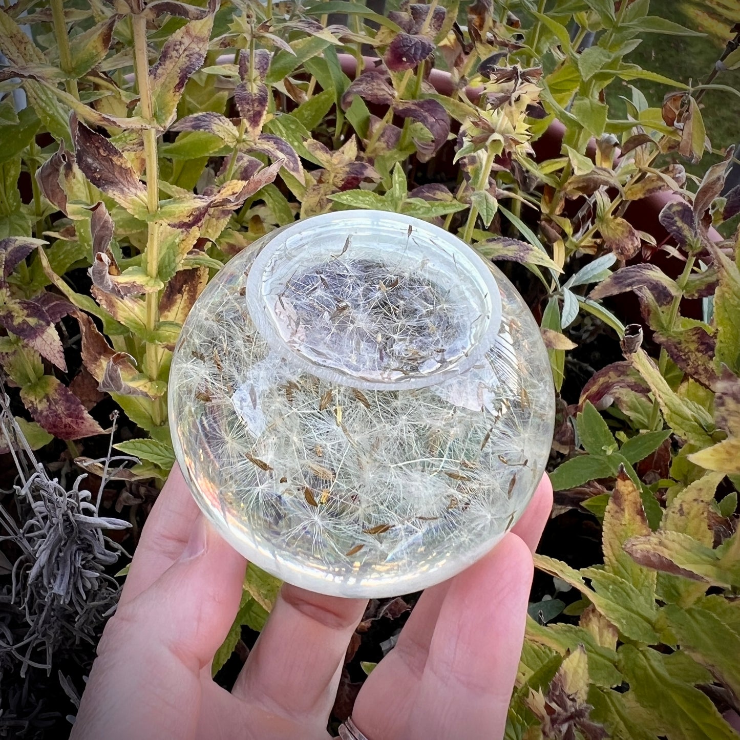 Kugel mit echten Pusteblumen Samen, 60mm